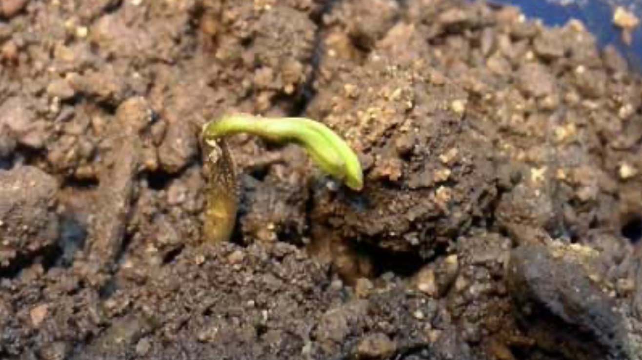 Cannabis Seedling Emerging