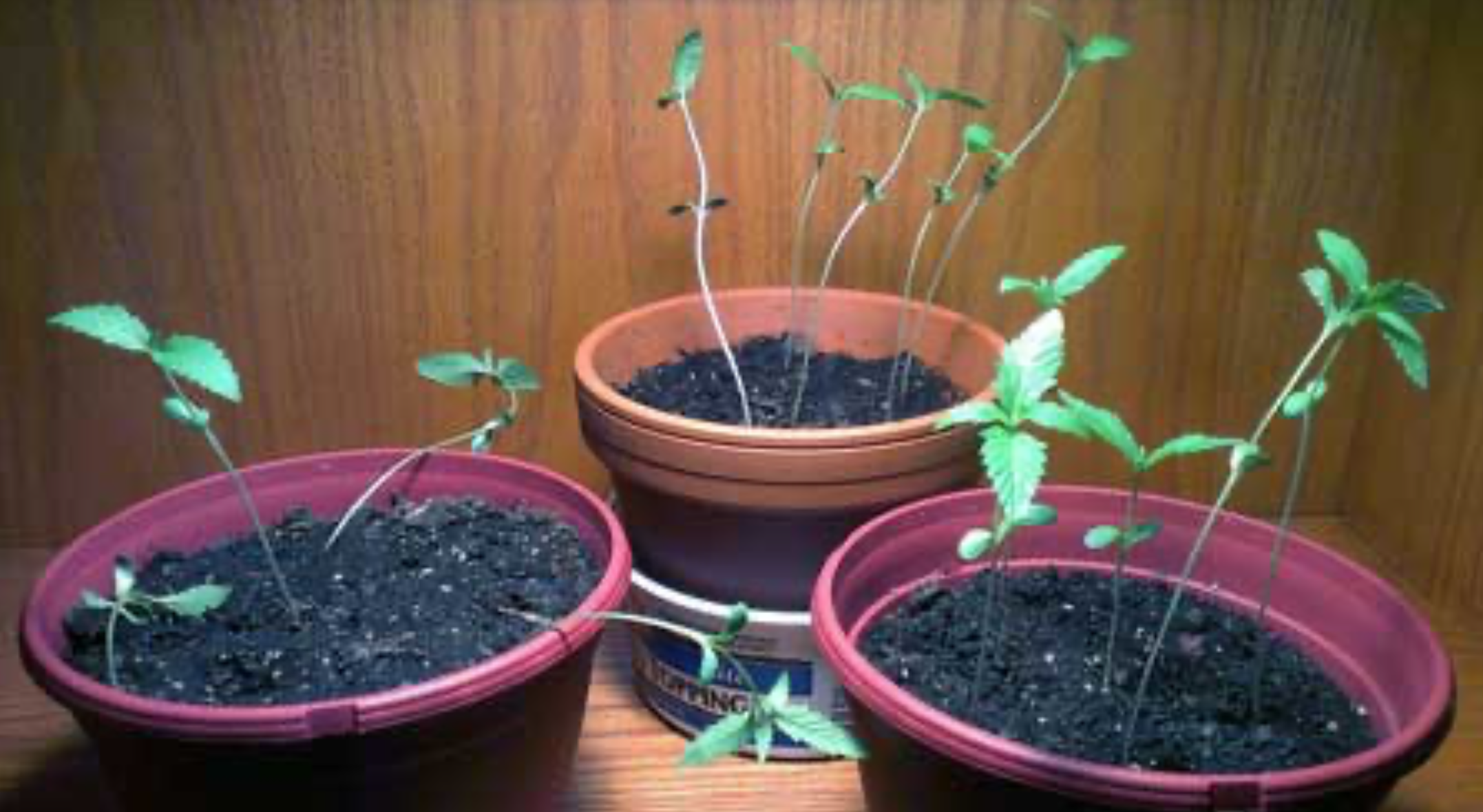 Cannabis Seedlings Stretching