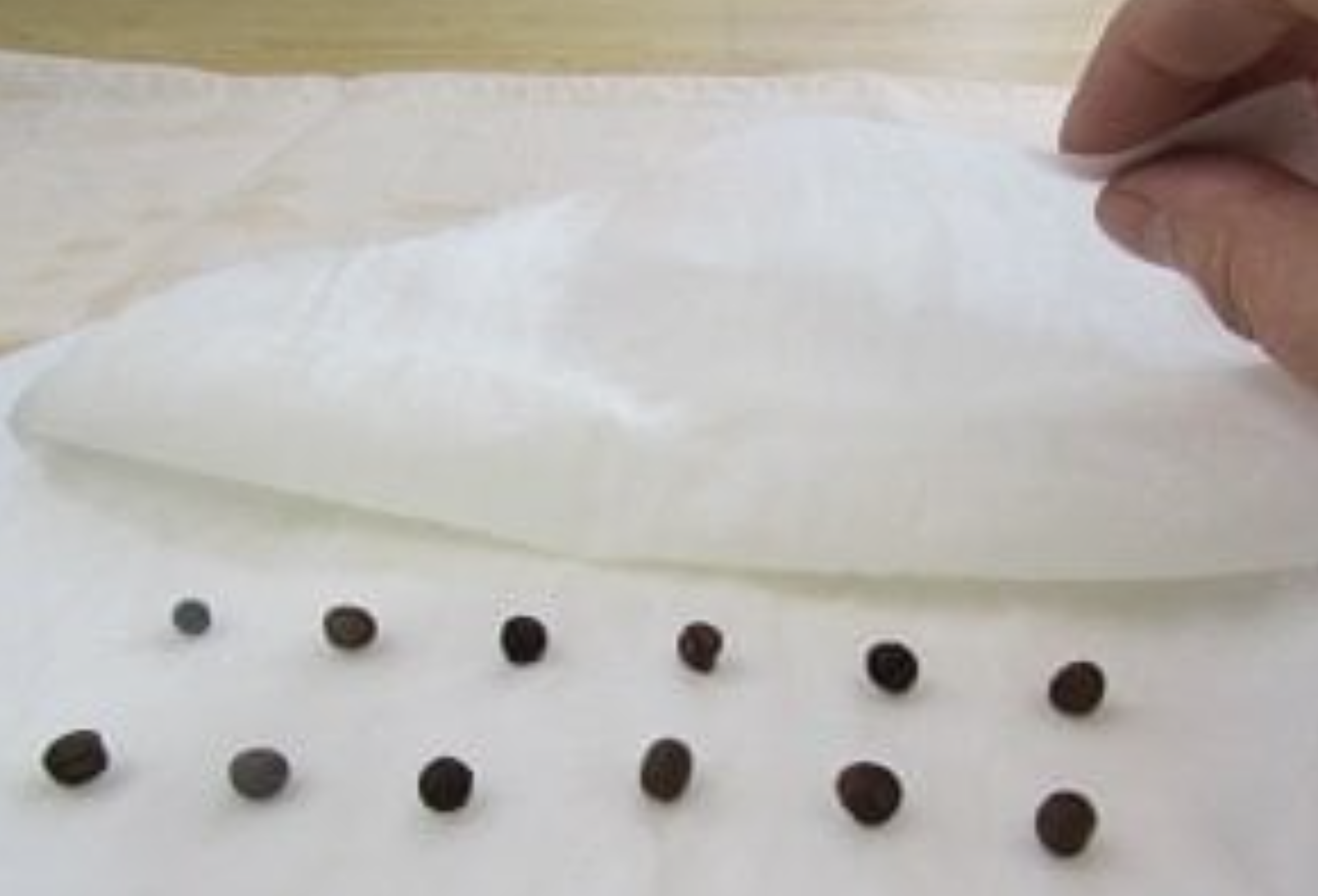 Seeds on Paper Towel Then Fold